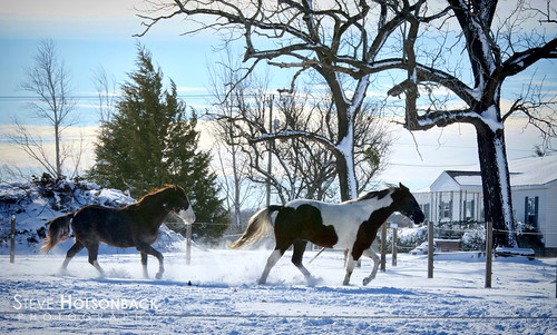 horses snow north northcarolina carolina ryland
