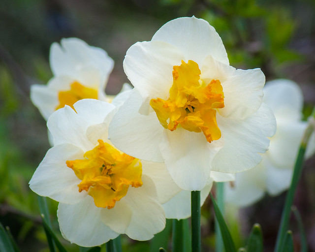 Flowers, Daffodil, Daffodils, White, Orange, Spring
