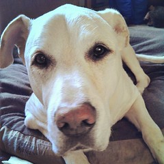 Happy Friday. Zeus says Good Morning IG! #happydog #dogstagram #instadog #labmix #ilovemydogs #ilovemyseniordog #seniordog #seniorpet #ilovebigmutts #love #picofday #sweet