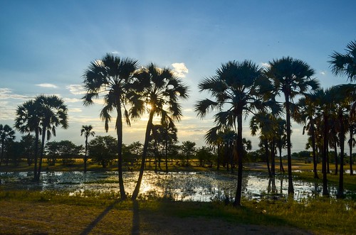 Sunset on palm trees