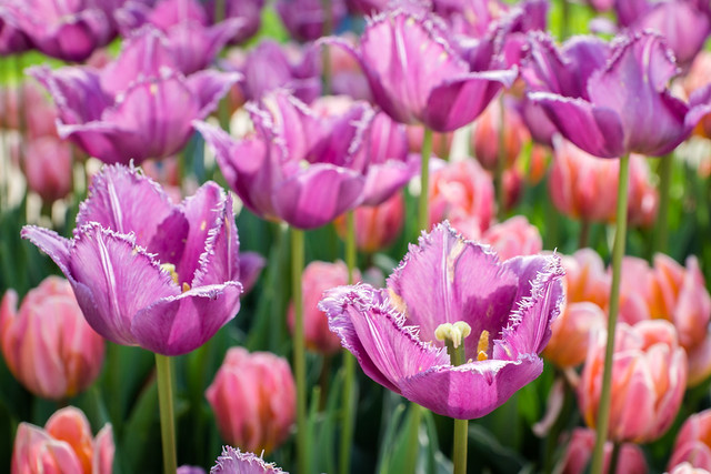 Purple, Tulip, Tulips, Flowers, Garden, 