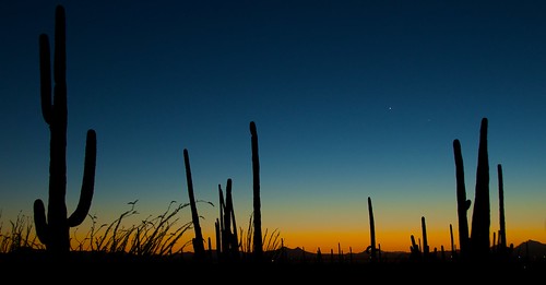 sunset cactus saguaro parcnational désert