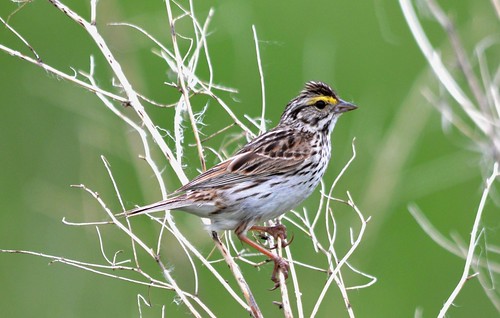 nature birds outdoors photos sparrows songbird