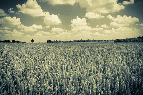 sky field barley landscape wheat creative feld himmel commons creativecommons sw landschaft bnw gerste weizen eos700d