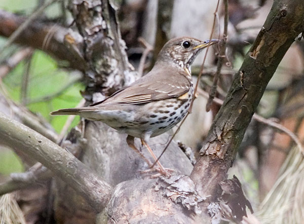 Photograph titled 'Song Thrush'