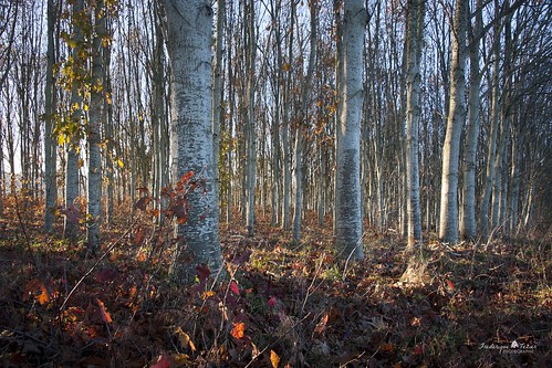 france automne lot arbres forêt feuilles 46 midipyrenees departementdulot