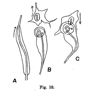 Fig. 10 from W.B. Hardy , 'Further Observations upon the Action of the Oxyphil and Hyaline Cells of Frog's Lymph upon Bacilli', Journal of Physiology 23 (5) (1898), pp. 359-375.