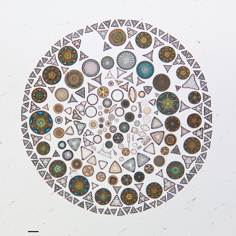 Arranged Diatoms on Microscope Slides in the California Academy of Sciences Diatom Collection