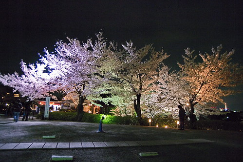 【写真】2013 桜 : 高台寺（２）/2020-11-07/IMGP9325