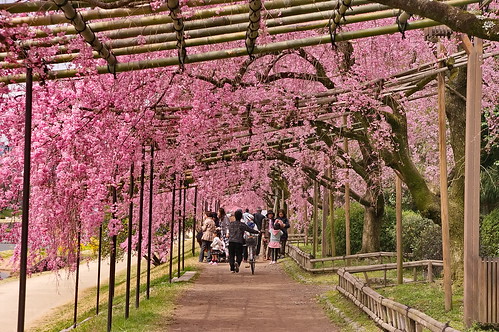 【写真】2013 桜 : 半木の道/2021-11-05/IMGP9473