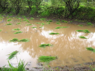 Rice seedlings ready to be transplanted.