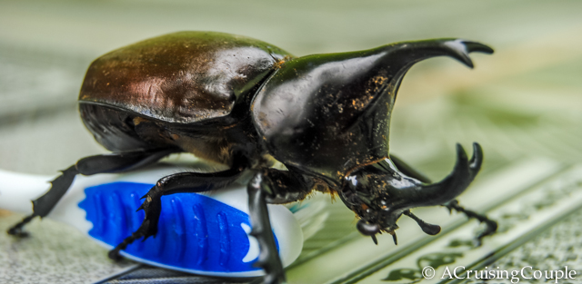Vietnamese Beetle