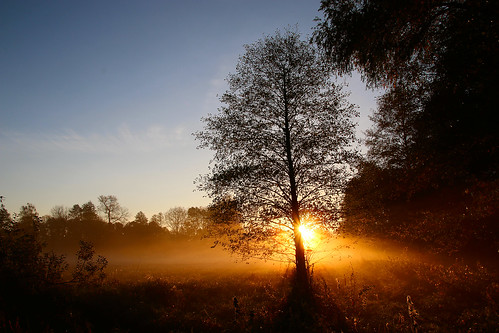 morning sky mist tree sunrise sunray spreewald
