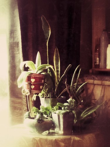 Image of Flowers in Pots growing in sunlight on a table
