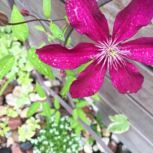 The new clematis has flowered
