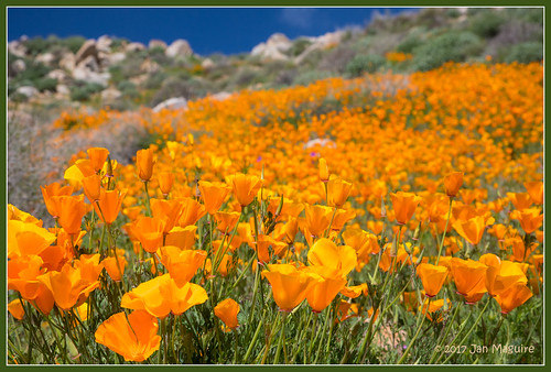 californiapoppy eschscholtziacalifornica orange poppy wildflowers lakeelsinore california unitedstates us