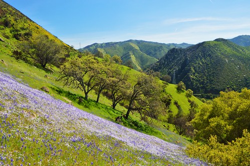 flowers purple beerryessa berryessa lake spring superbloom california blm oak blue sky lupine mountains