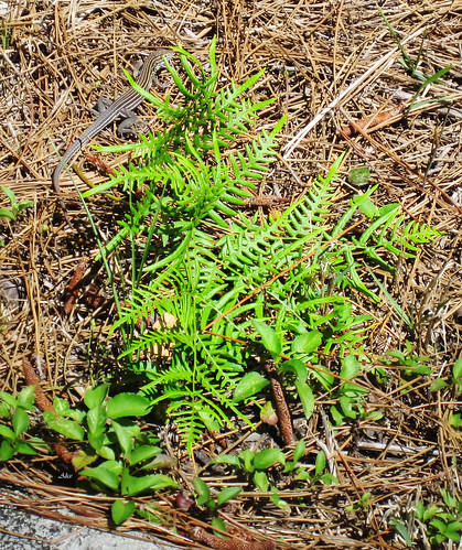 plants flickr unitedstates florida pensacola fernspteridophyta brackenferndennstaedtiaceae spring13dau polypodialesorder