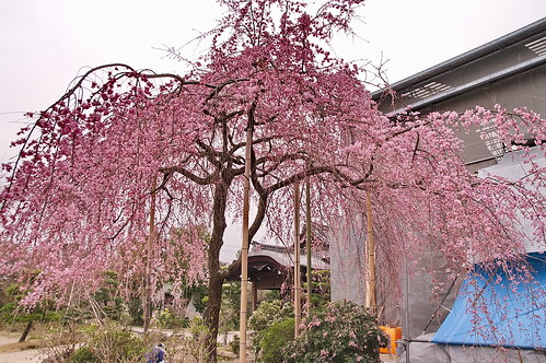 【写真】2013 桜 : 法金剛院/2021-05-24/IMGP8695