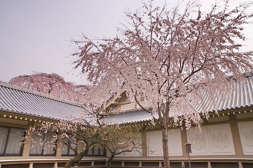 【写真】2013 桜 : 醍醐寺/2021-10-20/IMGP9026