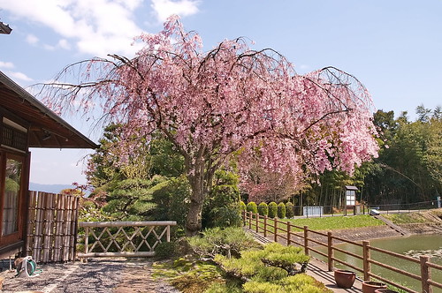 【写真】2013 桜 : 正法寺/2021-04-17/IMGP0089