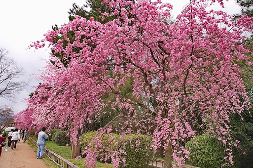 【写真】2013 桜 : 半木の道/2021-11-05/IMGP9484
