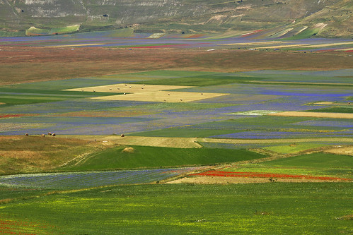 blossom colors flora fields landscape wildflowers umbria canonef24105mmf4lisusm canoneos7d italy italia italie italien antoniovaccarini canon paesaggio paysage italië