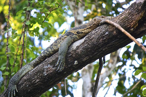 a lazy monitor lizard hanging out in a tree