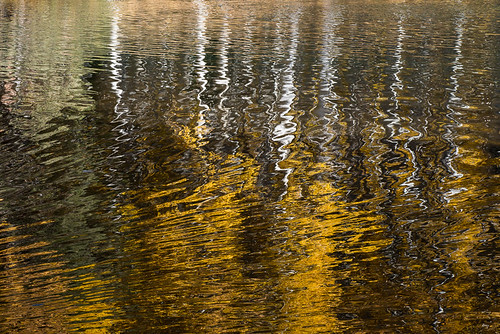 Fall colors in the Eastern Sierra: Abstract reflections