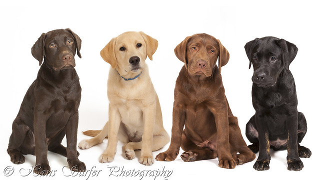 4 different colored Labrador puppys!