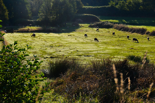españa spain galicia campo prado pontevedra oveja ovejas moraña