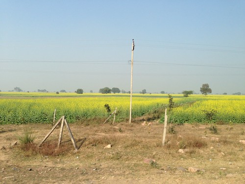india rural countryside highway farm rapeseed 印度 uploaded:by=flickrmobile flickriosapp:filter=nofilter