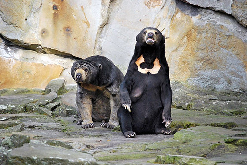 Malaienbären Maika und Bumipol im Zoo Berlin