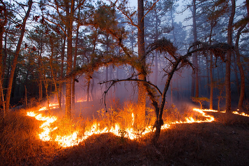 forest fire newjersey unitedstates nj controlledburn 2014 bassriverstateforest eggharborcity canon1635l canon6d bassrivertownship