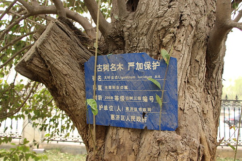 惠濟區人民政府煞有其事給移植來的古樹掛上牌子：古樹名木，嚴加保護。親眼目睹，叫人哭笑不得。（圖：林吉洋）