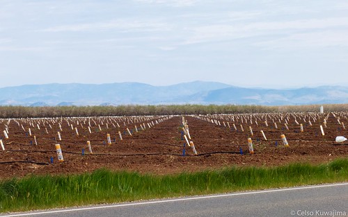 california road blue sky usa clouds canon landscape unitedstates farm almond merced powershot s100