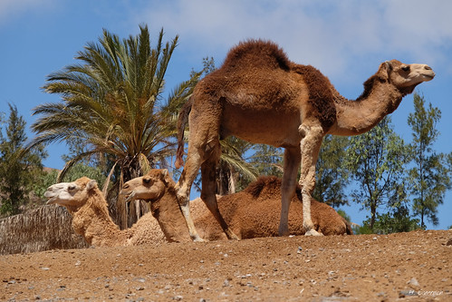 eisenreich hans fujifilm xt1 oasispark kamel camel view blick watching wüstenschiff beobachten