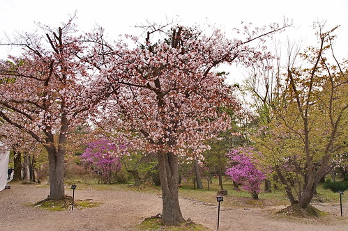 【写真】2013 桜 : 仁和寺/2020-10-17/IMGP0044