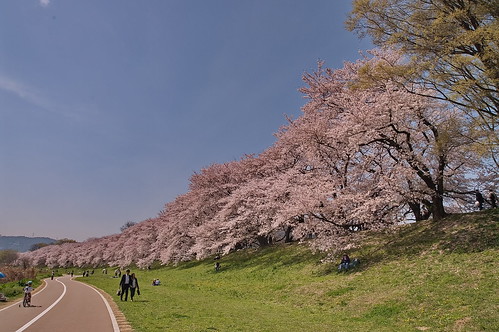 【写真】2013 桜 : 背割堤/2020-03-23/IMGP9706