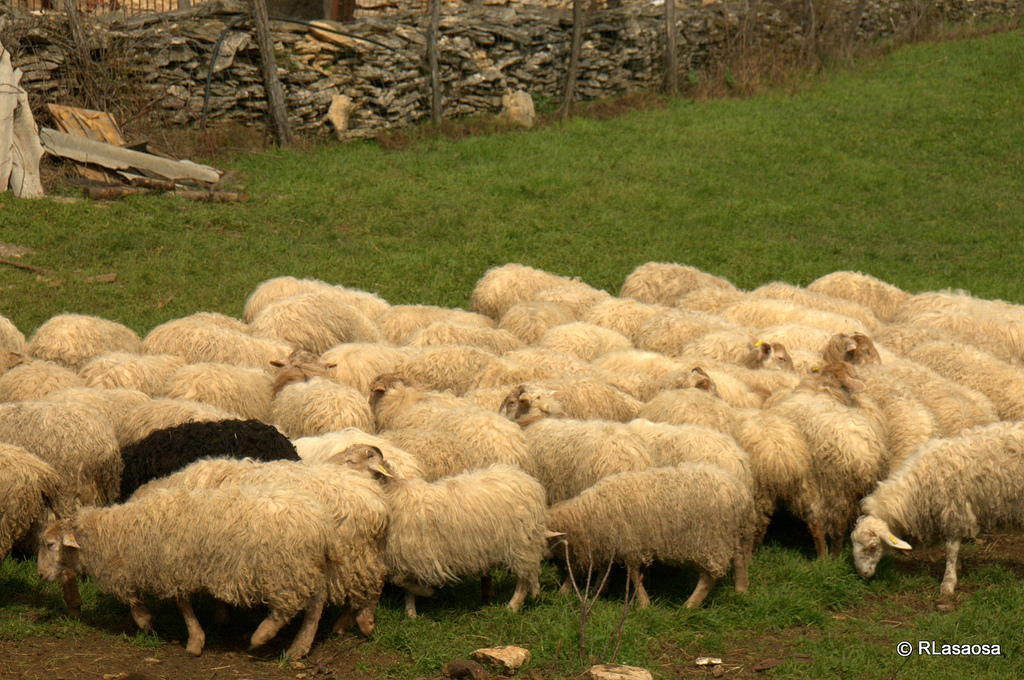 Rebaño de ovejas en un prado. Autor, Rufino Lasaosa.