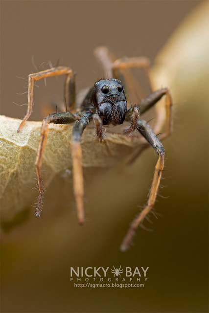Wolf Spider (Lycosidae) - DSC_3419