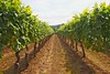 Domaine de Chaberton Estate Winery | Langley Passport Wine Tour