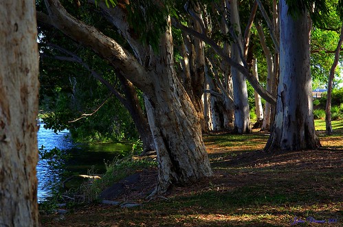 landscape scenery australia queensland gumtree paperbark melaleuca northqueensland rossriver