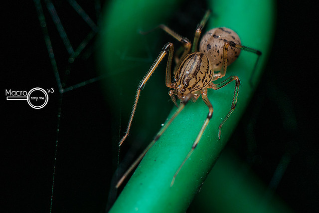 Scytodes sp. spitting spider