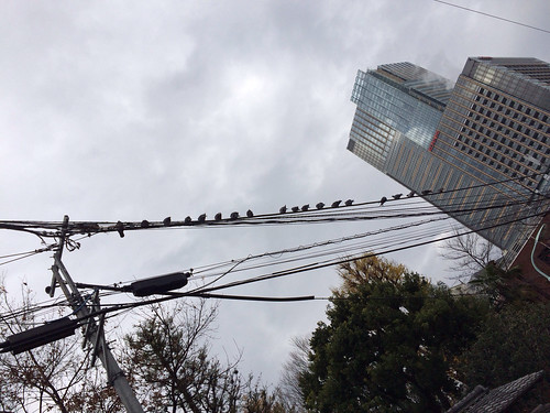 電線に鳩がたくさん