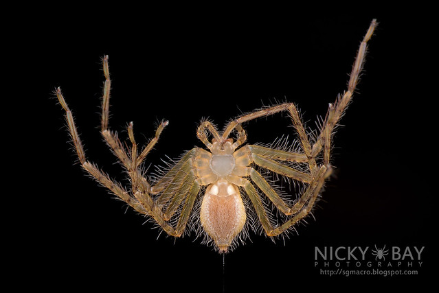 Huntsman Spider (Sparassidae) - DSC_1415