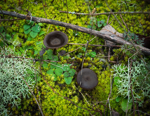 france fungi vienne champignon chauvigny proxi poitoucharentes mycota mycètes régnedesmycotaetdesfungi