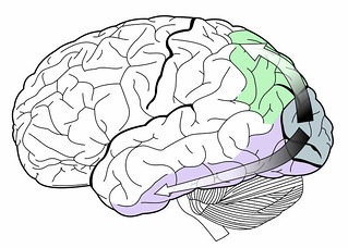 Image  the dorsal stream (green) and ventral stream (purple) in the human brain visual system.