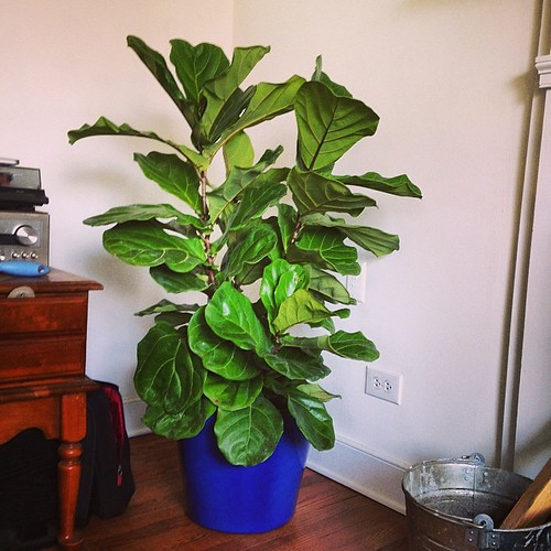 Oh, yeah. And I jumped on the fiddle leaf bandwagon. #houseplantfever