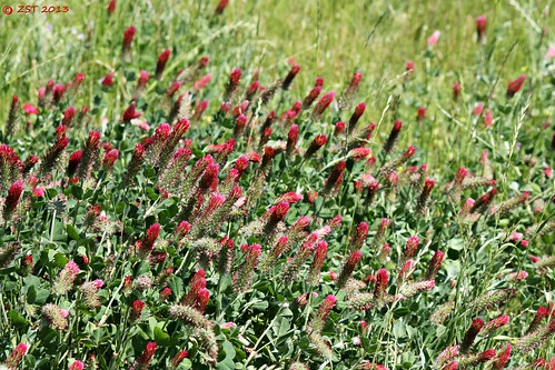 flowers plants wildflowers blooms thewoodlands canoneosdigitalrebelxsi zeesstof canonefs55250mmf456isii